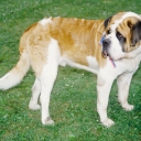 St. Bernard Short – haired